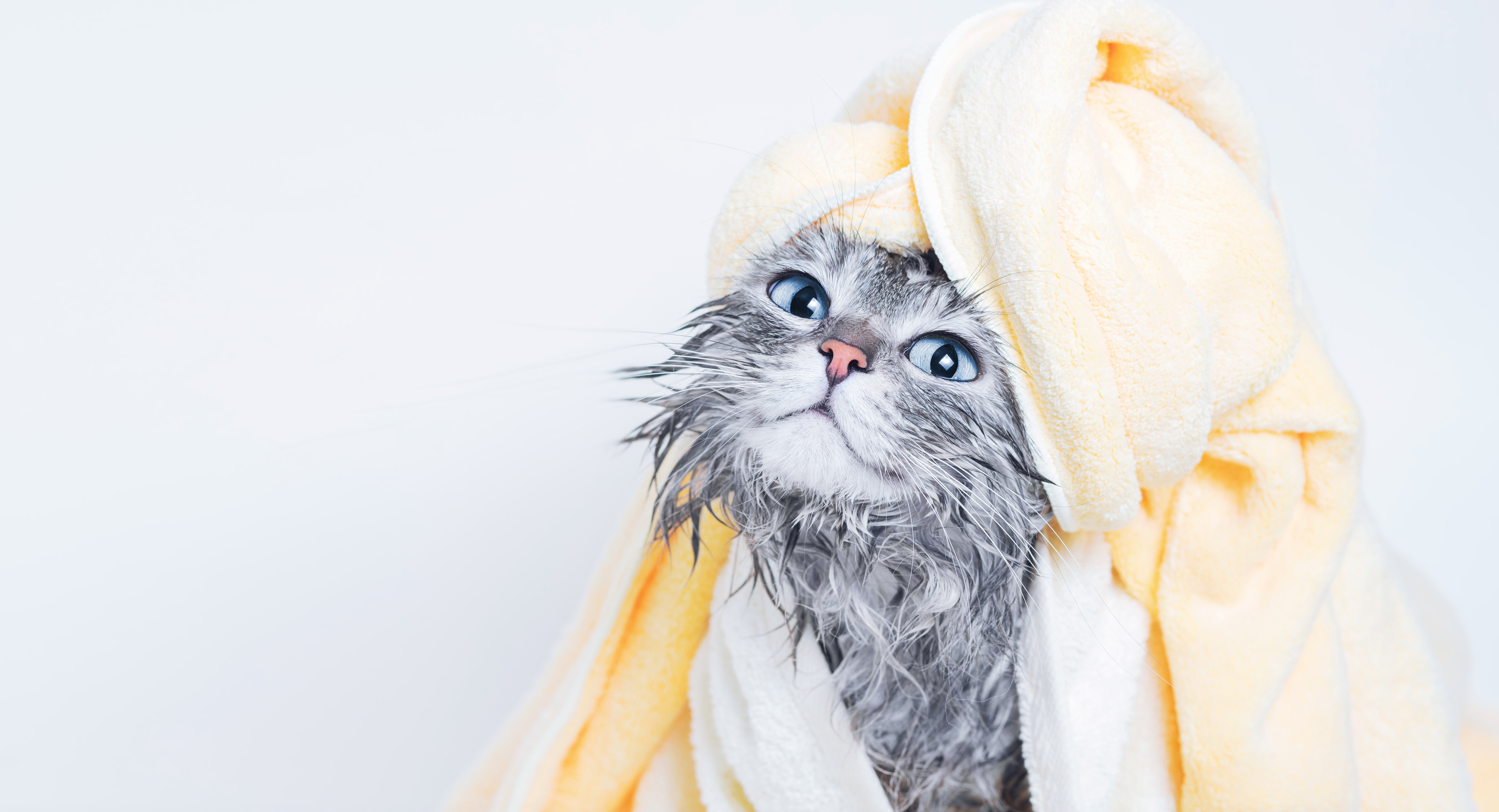 a wet gray tabby cat wearing a towel on its head